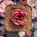 Echeveria Agavoides 'Adrian' 1" Succulent Plant