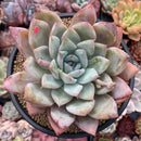 Echeveria 'Irene' 5" Powdery Succulent Plant