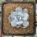 Echeveria 'Laui' 1" Powdery Succulent Plant