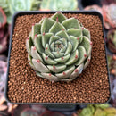 Echeveria 'Silver Ebony' 2" Succulent Plant