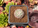 Echeveria 'White Farm' 1" Small Succulent Plant