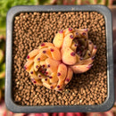 Echeveria Agavoides 'Sarabony' 1" Cluster Succulent Plant