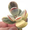 Cotyledon Orbiculata Variegated Cutting Very Rare 2”-3” Succulent Plant