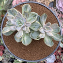 Pachyveria 'Pachyphytoides' Variegated 4"-5" Succulent Plant