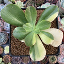 Echeveria 'Jyulia' Variegated 3" Succulent Plant