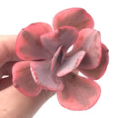 Echeveria ‘Angel Wing’ Variegated 3” Rare Succulent Plant