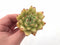 Echeveria Agavoides Maria 3” Rare Succulent Plant