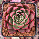 Echeveria 'Marshmallow' 3" New Hybrid Succulent Plant