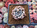Echeveria 'Bijou' 1"-2" New Hybrid Succulent Plant