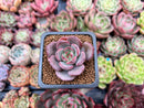 Echeveria 'Monet' 1" New Hybrid Succulent Plant
