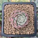 Echeveria 'Margaret' Variegated 1" Succulent Plant