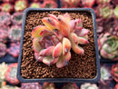 Echeveria sp. 1"-2" Cluster Succulent Plant
