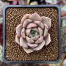 Echeveria 'Lilacina' x 'Rubin' Hybrid 1" Succulent Plant