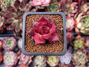 Echeveria Agavoides 'Pentera' 1" Small Succulent Plant
