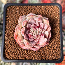 Echeveria Selected Hybrid 2" Succulent Plant