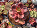 Echeveria 'Primadonna' Variegated 4" Succulent Plant