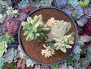 Echeveria 'Minibelle' Variegated Cluster 4"-5" Succulent Plant