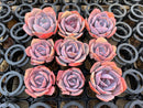 Echeveria 'Dusty Rose' 2" *Set of 9* Succulent Plants