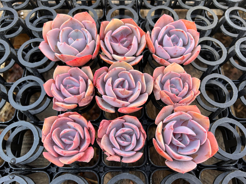 Echeveria 'Dusty Rose' 2