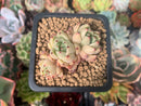 Echeveria Agavoides 'Primavera' 1" Cluster Succulent Plant