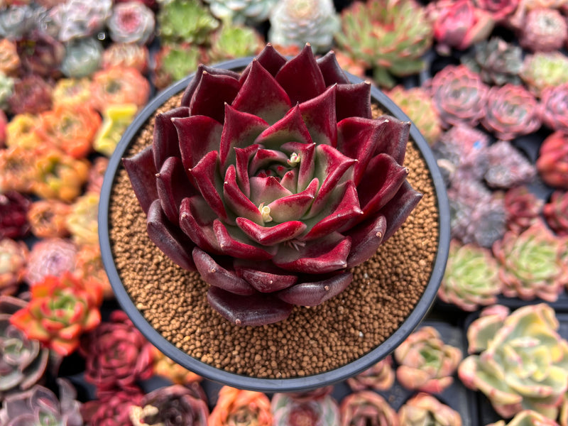 black and red succulent Echeveria Agavoides 'Black Polanto' 4" Succulent Plant