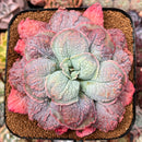 Echeveria 'Linguas' 4"-5" Cutting Succulent Plant