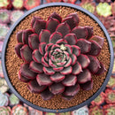 Echeveria Agavoides 'Red Bell' 3"-4" Succulent Plant