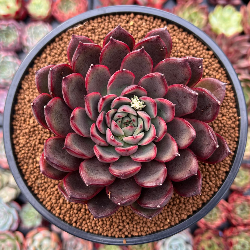 succulent with red bell flowers Echeveria Agavoides 'Red Bell' 3"-4" Succulent Plant – True Succulents Plant  Co