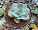 Echeveria 'Hakuhou' non-variegated 3" Succulent Plant