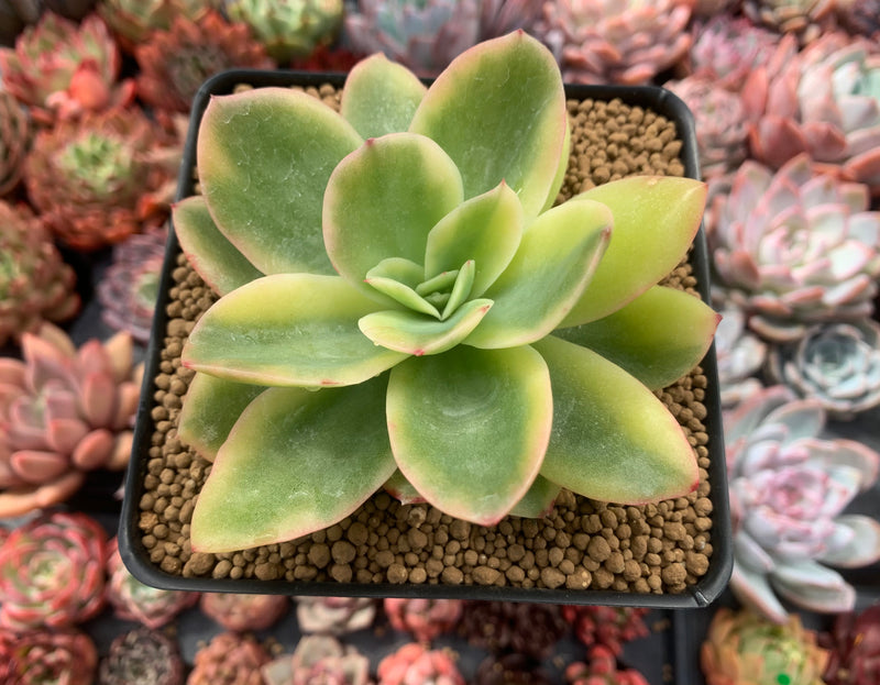 Echeveria 'Golden Glow' Variegated 4