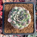 Echeveria 'Hearts Choice' 2" Succulent Plant
