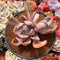 Pachyveria 'Jocelyns Joy' Variegated 4" Succulent Plant
