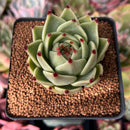 Echeveria Agavoides 'Blue Dragon' 2" Succulent Plant