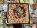 Echeveria Agavoides 'Romeo' 1" Succulent Plant