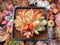 Echeveria 'Starmark' 2" Cluster Succulent Plant