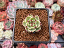 Echeveria Agavoides 'Blue Dragon' 1" Succulent Plant