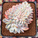 Echeveria 'Orange Monroe' Crested 3" Powdery Succulent Plant