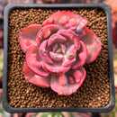 Echeveria 'Beyonce' Variegated 2" Succulent Plant