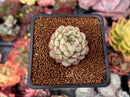 Echeveria 'Yeonji' 1" New Hybrid Succulent Plant