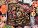 Echeveria 'Blueberry' 2"-3" Cluster Unique Cultivar Succulent Plant
