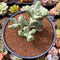 Cotyleydon Orbiculata Var. 'Hoppi' Variegated 3" Succulent Plant