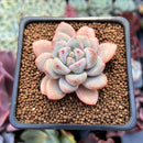 Echeveria 'Demiang' 1" Air Magic Hybrid Succulent Plant