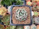 Echeveria 'Ben Badis' 1" Succulent Plant