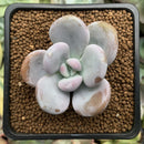 Echeveria 'Raon' 1" Succulent Plant