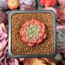 Echeveria 'Scarletta' 1" Succulent Plant