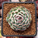 Echeveria 'Dark Minima' 1" Succulent Plant