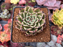 Echeveria Agavoides 'Sarabony' 2" Succulent Plant