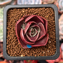 Echeveria 'Red Tan' 1" Succulent Plant