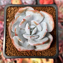 Echeveria 'Cream Tea' 2" Powdery Succulent Plant