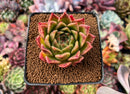 Echeveria Agavoides 'Elizabeth' 2"-3" Succulent Plant